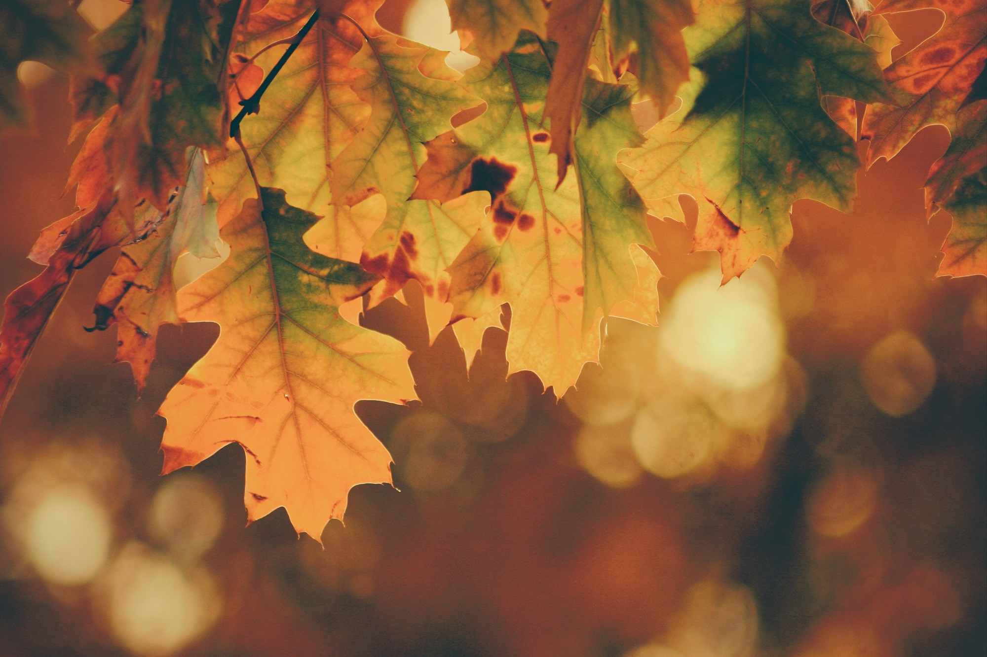 10 Color Palettes (and HEX Codes) Perfect for the Autumn/Fall Season